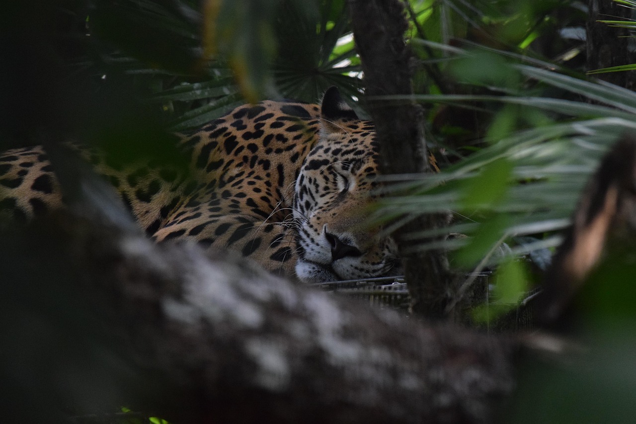 Belize Zoo