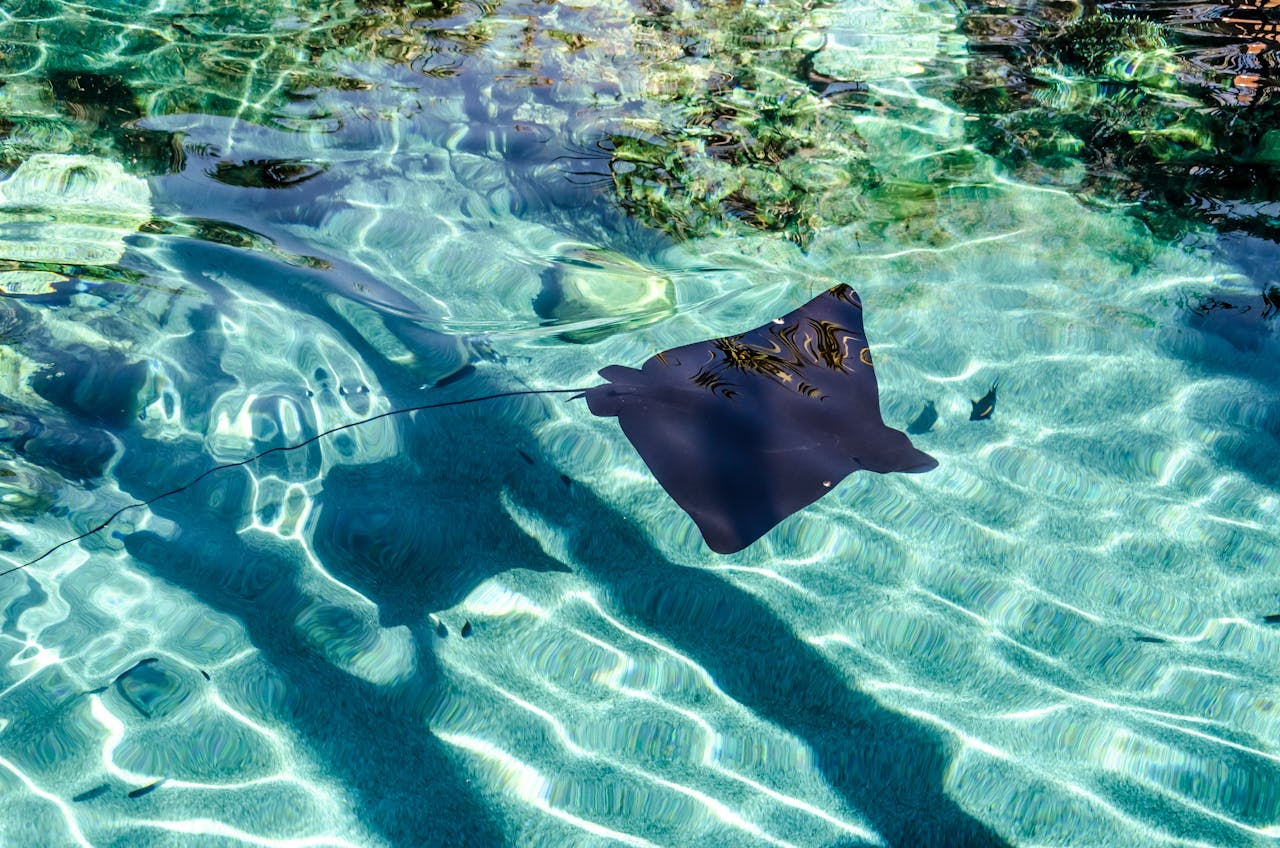 stingray experience