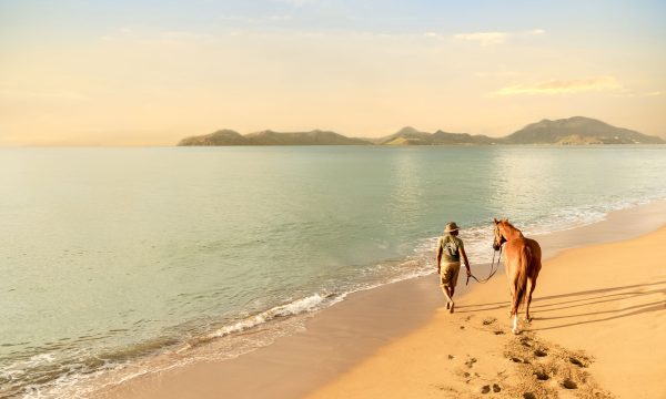 Walking Horse on Beach in Nevis
